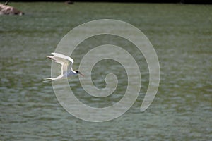 Common tern - Balneario Camboriu, Santa Catarina, Brazil