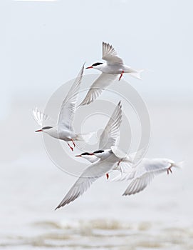 Common tern bird