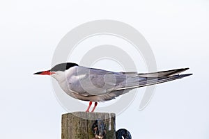 Common tern bird in the northern wadden sea photo