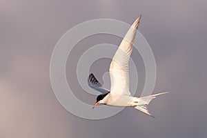 Common Tern bird searching for fish