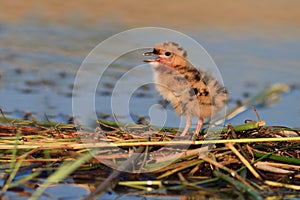 Common tern chick on lake