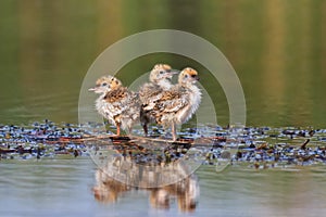 Common tern chick on lake