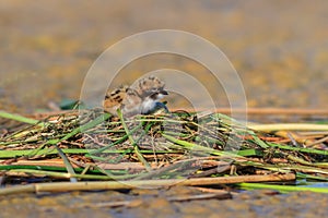 Common tern chick on lake