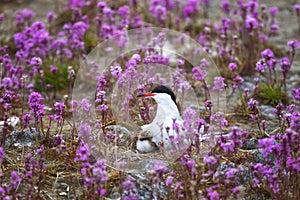 Common tern with a chick sits on a nest among pink flowers