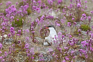 Common tern with a chick sits on a nest among pink flowers