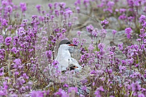 Common tern with a chick sits on a nest among pink flowers