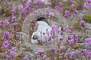 Common tern with a chick sits on a nest among pink flowers