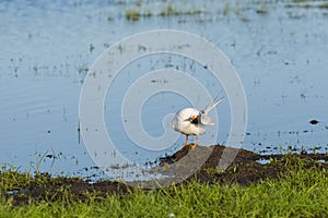 Common Tern Cleaning Head with Wing