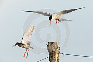 Common tern and a common redshank fight for the best position on the pier photo