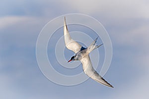 Common Tern diving for a fish