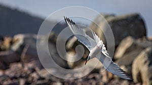 Common Tern diving into the ocean for food