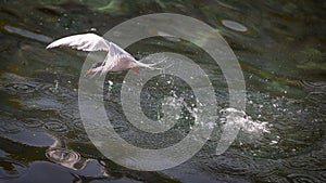 Common Tern diving into the ocean for food