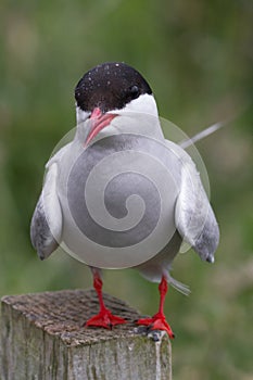 Common Tern, Farne Islands