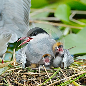 Common tern feeding its chicks sterna hirundo