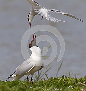 Common Tern fighting with blackheaded Gull