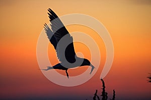 Common Tern with fish.