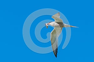 Common tern with fish in the blue sky
