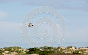 Common tern with fish flying over Nickerson Beach.