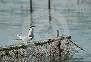 Common tern on fishing net