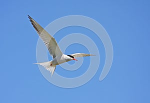 Common tern in flight