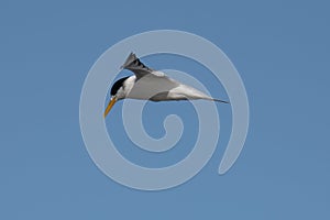 Common Tern in flight