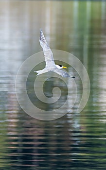 Common Tern in flight