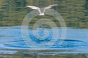 Common Tern in flight