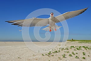 Common tern in flight