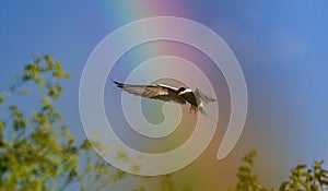 Common Tern in flight. Adult common terns in flight on the blue sky and rainbow background. Scientific name: Sterna hirundo