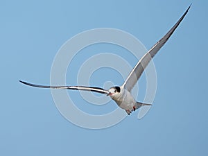 Common Tern in Flight against Blue Sky