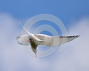 Common tern in flight against a blue sky