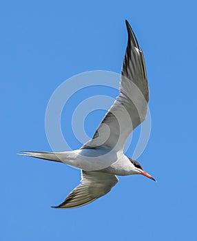 Common tern in flight blue sky - Sterna hirundo seabird - Chira de balta