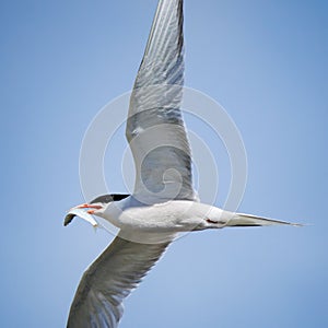 Common tern in flight while carrying a fish in its beak