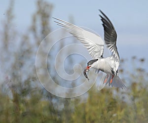 Common tern in flight with fish.