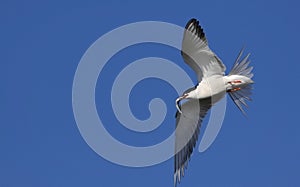 Common tern in flight with fish.