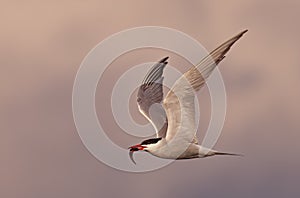 A Common tern in flight with fish against a beautiful pink sky in Canada