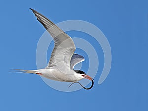 Common Tern In Flight with Fish