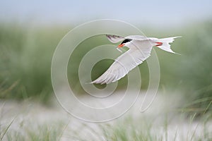 Common tern in flight with fish