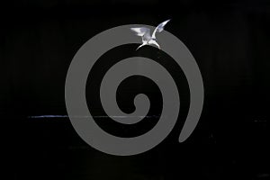 Common tern in flight full speed hunting for small fish infront of a dark background.