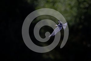 Common tern in flight full speed hunting for small fish infront of a dark background.