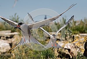 Common tern in flight holds a fish in its beak. Front view. Scientific name: Sterna hirundo. Ladoga lake. Russia