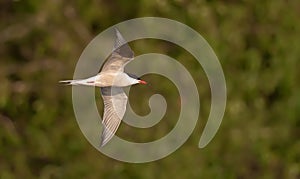 Common tern in flight over a riverbank in warm colors
