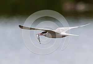 Common tern in flight with small fish for its babies