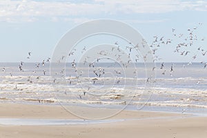 Common Tern flying