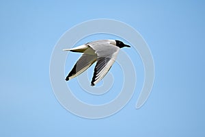 The common tern is flying in blue sky