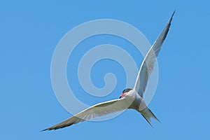 Common Tern flying in the blue sky with spread wings