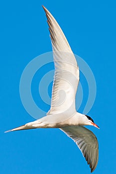 Common Tern flying in the blue sky