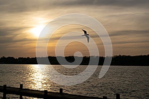 Common Tern flying over the Niagara River at sunset