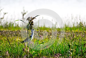 A common tern on the grass looking for insects for food in its natural habitat