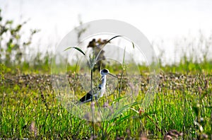 A common tern on the grass looking for insects for food in its natural habitat